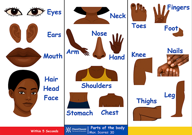 Body Parts Words